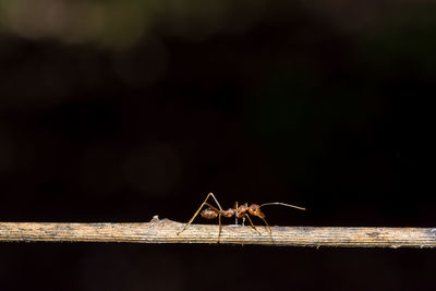 Close-up of ant on stick