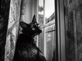 Close-up of cat looking through window