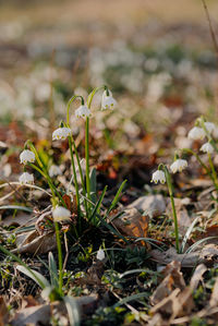 Close-up of white flowering plants on field