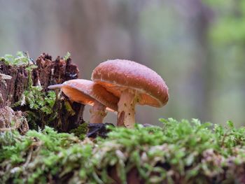 Close-up of mushroom growing on land