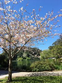 Cherry blossoms in spring against sky