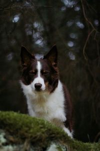 Portrait of dog on field