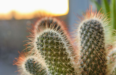 Close-up of succulent plant