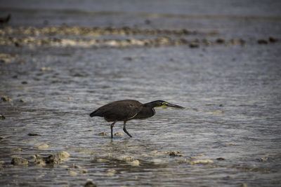 Bird looking for food in shallow water 