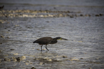 Close-up of bird in lake