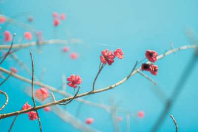 Close-up of red flower