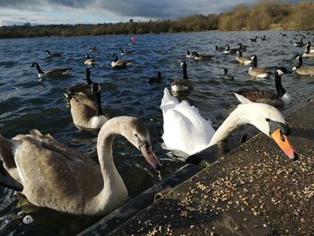 Swans swimming in lake