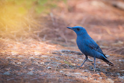 Close-up of bird perching outdoors