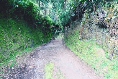 Road in forest