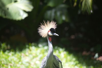 Closeup portrait of exotic grey crowned crane balearica regulorum foz do iguacu brazil, brazil.