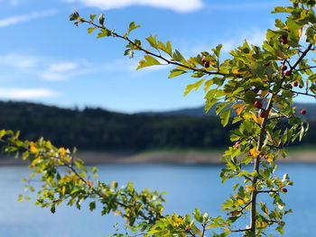 Close-up of plant against sky