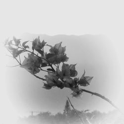 Close-up of flower tree against clear sky