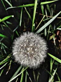 Close-up of dandelion