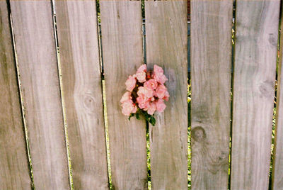 Close-up of pink flowering plant on wooden fence