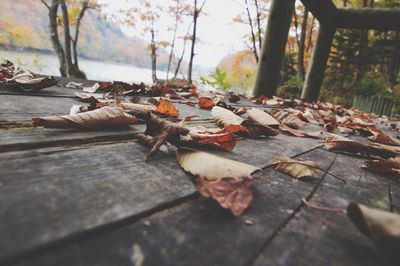 Wooden leaves on wooden post