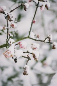 Close-up of cherry blossoms on branch