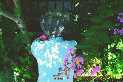 Close up of purple flowers