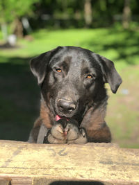 Close-up portrait of black dog