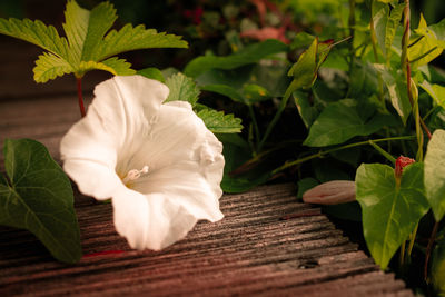 Close-up of white rose on leaves