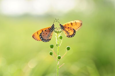 Close-up of butterflies perching on plant