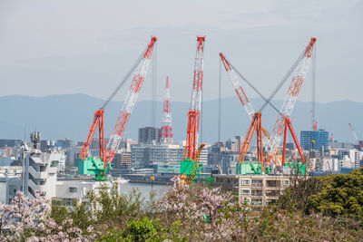 Crane construction by the sea with pink cherry blossom at hataka fukuoka port, kyushu