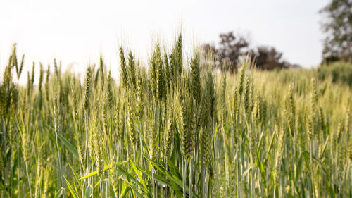 Close-up of wheat growing on field against sky