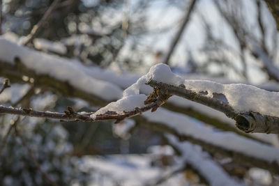 Close-up of frozen tree during winter