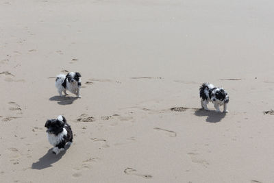 Havanese puppy