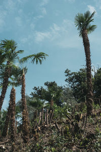 Low angle view of palm trees against sky