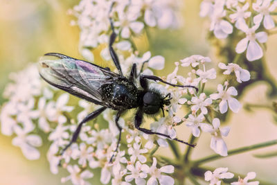 Close-up of insect on flower
