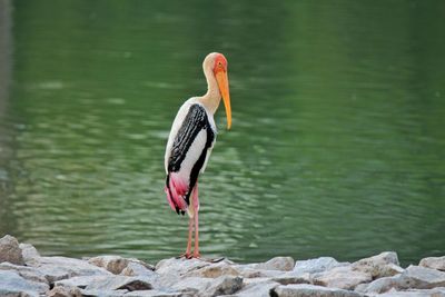 Bird perching on rock by lake