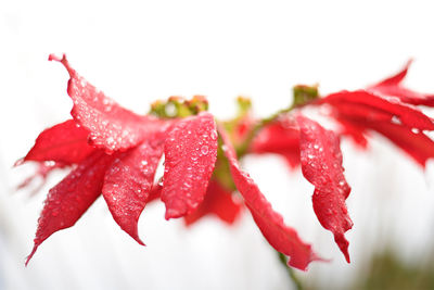 Close-up of water drops on flower