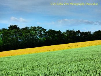 Scenic view of field against sky