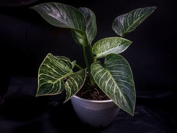 Philodendron birkin ornamental plant with white striped leaves on a dark background