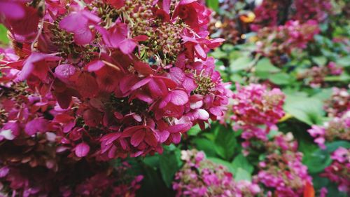 Close-up of pink flowers blooming outdoors