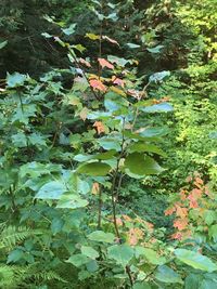 Close-up of ivy growing on tree in forest