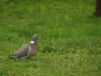 Close-up of bird perching on grass