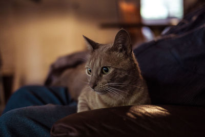 Close-up of cat sitting on sofa at home