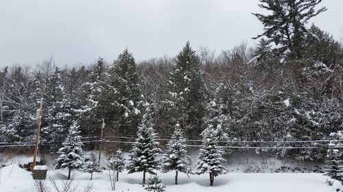 Close-up of trees against sky