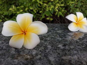 Close-up of white and yellow flowering plant