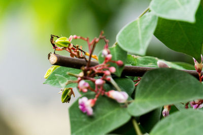 Close-up of insect on plant