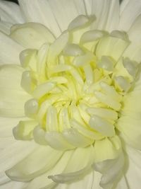 Close-up of yellow flower