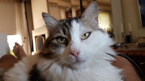 Close-up portrait of a cat at home