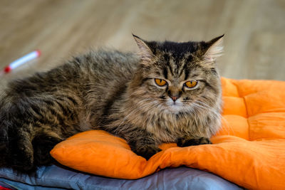 Portrait of cat resting on bed