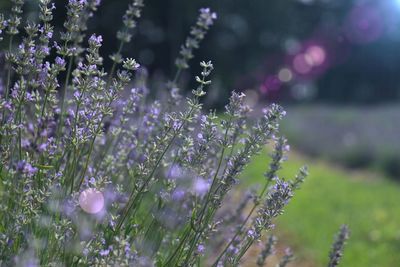 Close-up of purple flowering plants on field