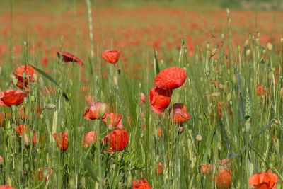 Close-up of red poppy flowers on field