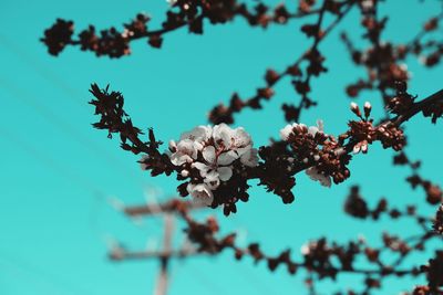 Close-up of cherry blossom against blue sky