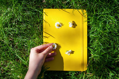 Cropped image of hand holding yellow flower