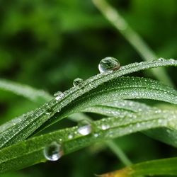 Close-up of wet plant