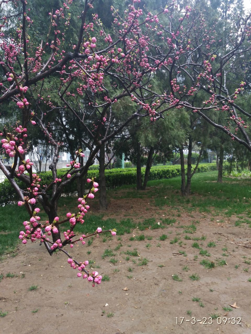 growth, tree, nature, beauty in nature, no people, outdoors, fruit, leaf, day, freshness, close-up